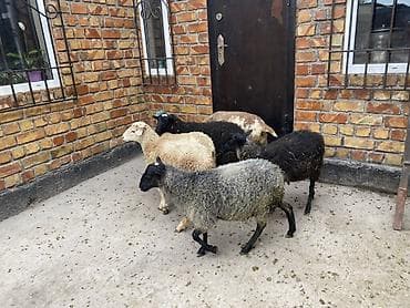 animal pack: Продаю | Ягненок | Полукровка | Для разведения — 5
