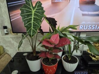 кастрюля большая: Спатифиллум (Spathiphyllum) в декоративном кашпо - Крупный, густой — 15