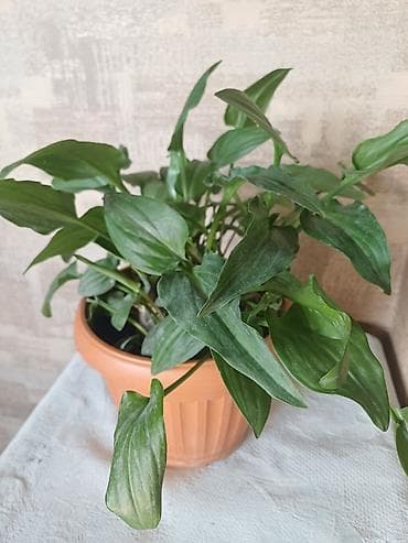 Комнатные растения в горшках 1) Зелёное декоративно-лиственное