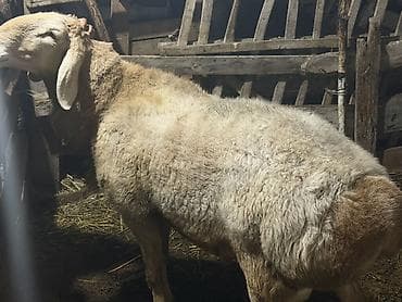 Грызуны: Продаю | Баран (самец) | Для разведения | Осеменитель — 4