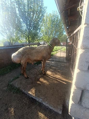 кок тай: Продаю | Овца (самка) | Арашан | Для разведения | Племенные, Осеменитель — 7