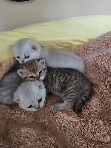 белый котенок: Котята скотиш страйт 1 месяц все девочки - Окрас: два светлых — 1