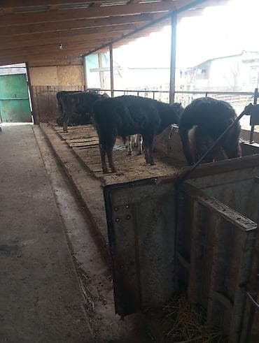 швиц бычки: Продаю | Бык (самец) | На откорм | Привязанные — 5