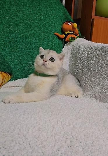 шиншилла грызун: Шотландские котята — 7