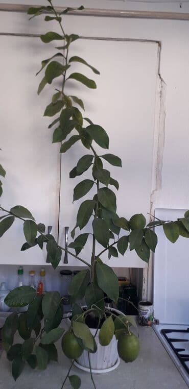 лимон цена за кг бишкек: Саженцы лимонов 2т.с.,5т.с — 3