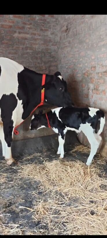 карова швиц: Продаю | Корова (самка) | Полукровка | Для разведения | После отела — 5