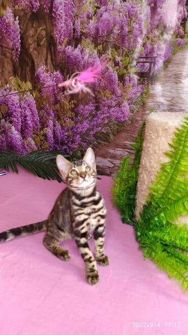 бенгальский леопардовый кот: Красивейшие Бенгальские котята с огромными розетками. Проф питомник — 6