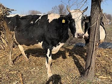 Ветеринар кызматы: Сатам | Уй (ургаачы) | Сүт алуу үчүн | Байланган — 7