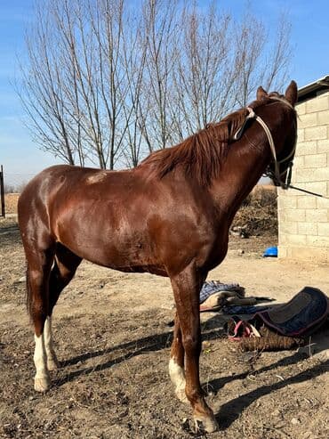 сколько стоит немецкая овчарка в бишкеке: Продаю | Жеребец | Конный спорт — 7