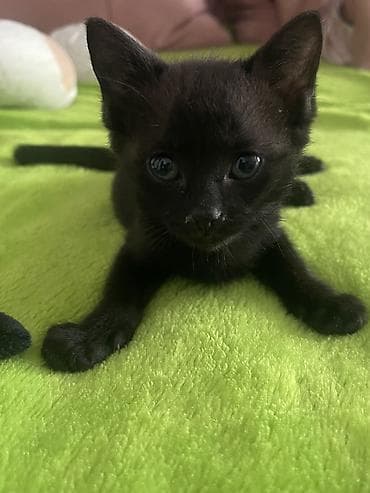 кошки балыкчы: Бомбейская, 2 месяца, Мальчик, Черный — 1