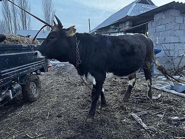 жаны асый: Сатам | Уй (ургаачы) | Көбөйтүү үчүн | Байланган — 3