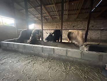 уй сотилади ош: Продаю | Тёлка | На забой | Привязанные — 5