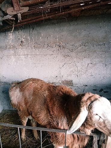 кремация животных бишкек: Продаю | Баран (самец) — 1