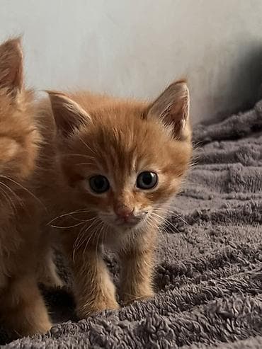 сколько стоит котята: Беспородная, 1 месяц, Мальчик, Рыжий, Метис — 4