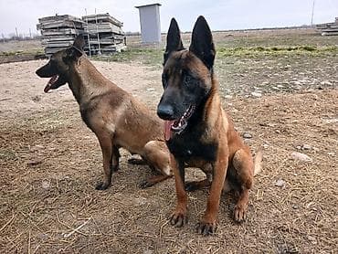 Рыбы: Щенки бельгийской овчарки малинуа. - Окрас: рыжий с чёрной маской — 3