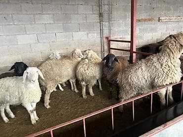 Продаю | Овца (самка) | Для разведения | Племенные