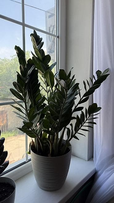 суу насоз: Замиокулькас (долларовое дерево) в декоративном горшке. - Куст — 2