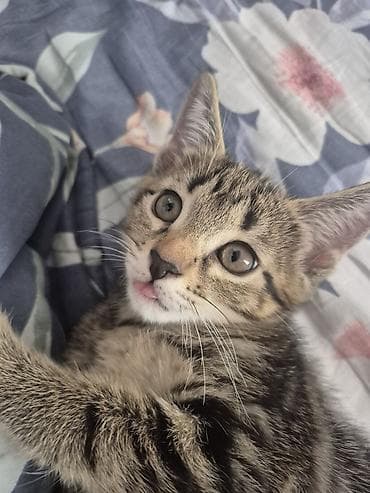 Животные: 🐾 Полосатые котята-табби в добрые руки Ищут дом очаровательные — 6