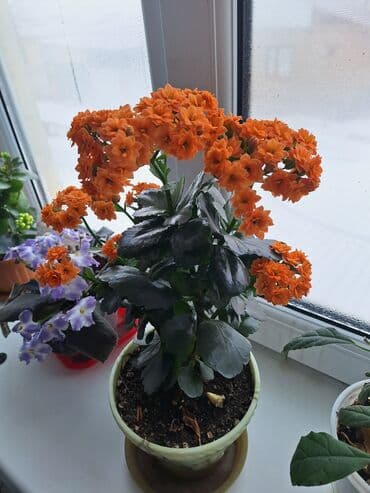 ысык куле: Продаю цветы 
Каланхое 
5 расцветки 
цена от 350 -500 сом — 10
