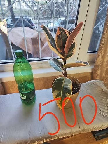 Фикус эластика (каучуконосный), комнатные растения в горшках — 4