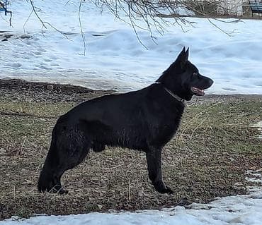 заказать немецкую овчарку: Немецкая овчарка, 1 год, Самец, С прививкой, С родословной — 3
