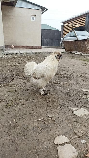 нисушки куры: Продаю | Петух | Для разведения — 1