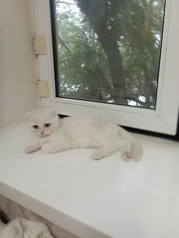 котёнок токмок: Скотиш Фолд (Шотландская вислоухая), 4 месяца, Мальчик — 3