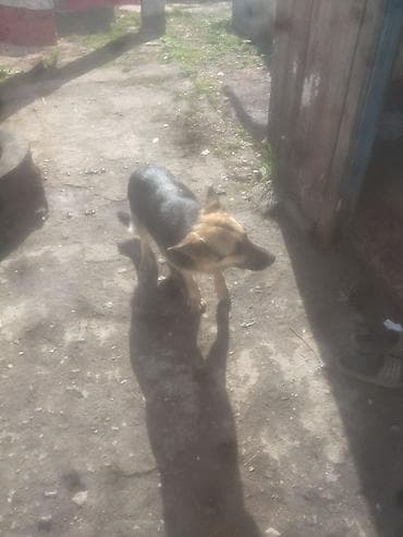 где купить утят: Немецкая овчарка, чёрно‑рыжий окрас. Среднего роста, пропорциональное — 3