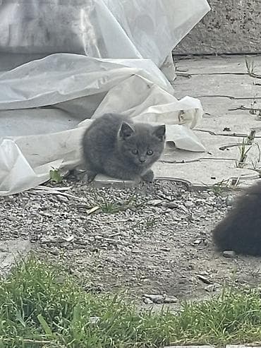 Котята скотиш страйт - Возраст на фото: примерно 1–2 месяца. -