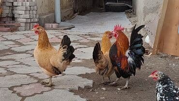 оборудование для корма: Продаю | Куры | Для разведения — 2