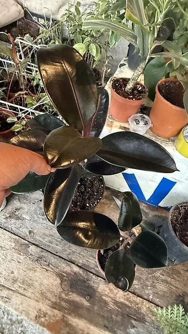 фикус черный принц: Коллекция фикусов в горшках 1) Фикус лирата (Ficus lyrata, «скрипка») — 4