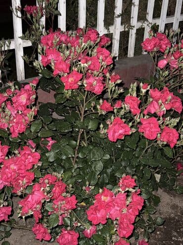 дом военна антоновка: 60 кв. м, 3 бөлмө — 1