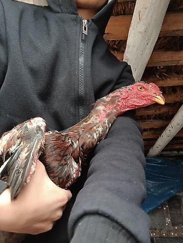 сова живая: Продаю | Петух | Бойцовая | Для разведения — 4