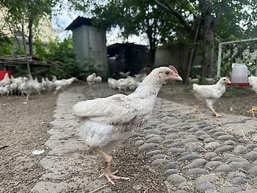 Животные: Продаю | Куры, Петух, Цыплята | Домашняя | Несушки — 4
