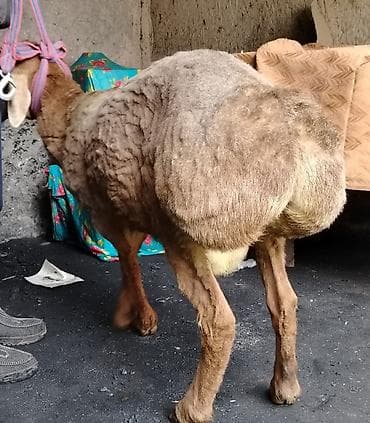 алабай собаки: Продаю | Ягненок, Баран (самец) | Арашан | Для разведения | Племенные, Осеменитель — 6