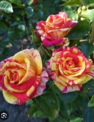 декоративные растения: Саженцы цветка: Розы, Платная доставка — 3