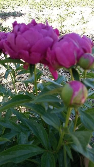 жмых подсолнечный: Пионы — сезонные букеты премиум-класса - Состав: плотные махровые — 4