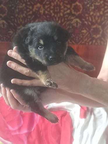 Отдам даром собаку: Щенок, окраc черный с рыжими подпалинами. Компактный, пушистый, с — 2