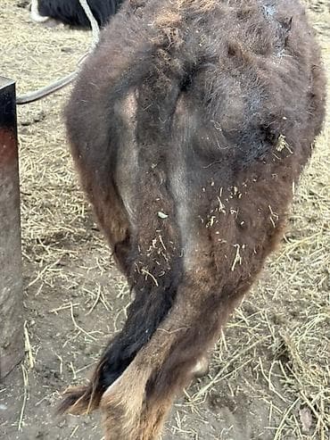 Продаю | Музоо, торпок | На откорм | Привязанные