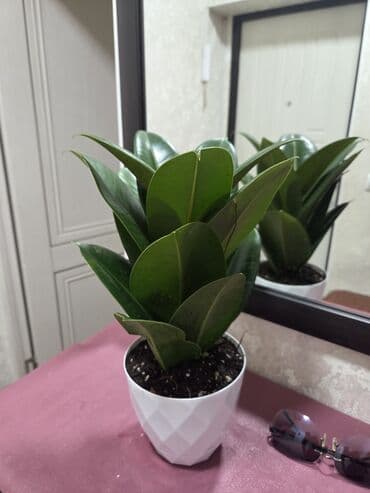 стрептокарпусы купить: Декабристы (Schlumbergera) в горшках. Окраска цветов: белая — 7