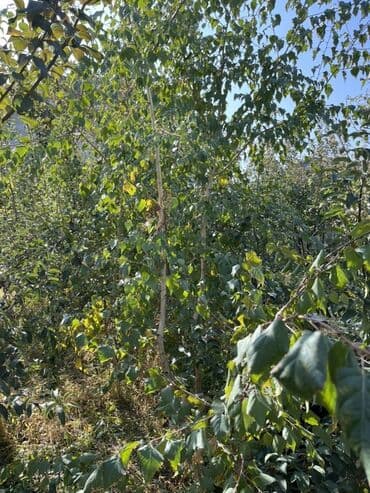 куплю рассаду клубники: Саженцы берёзы (предположительно берёза повислая, Betula pendula) - — 2