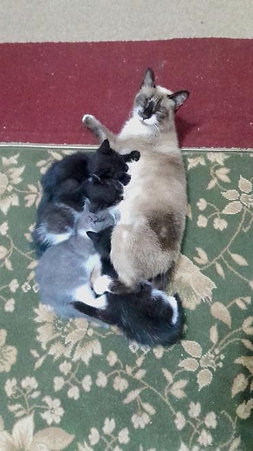 котяты: Кошка даром: Гималайская, 2 месяца, Девочка, Приучена к лотку — 3