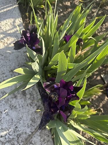 автомойка жумуш: Продаю луковицы тюльпанов, после выгонки! И садовые растения : пионы — 6