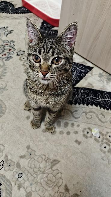 Милый домашний котёнок классического тигрового окраса (табби)