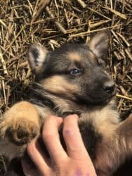 туретский кангал: Овчарка, 1 айлык, Ургаачы — 3