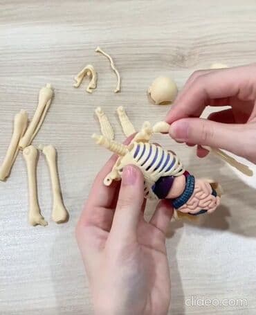 домик для кукол: Анатомическая модель для детей " Строение человека". Внутренние — 4