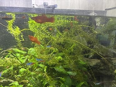 Рыбы: Продаю меченосцев дешево 20-50 сом
Криптокорину 20-150 сом на пучок — 3