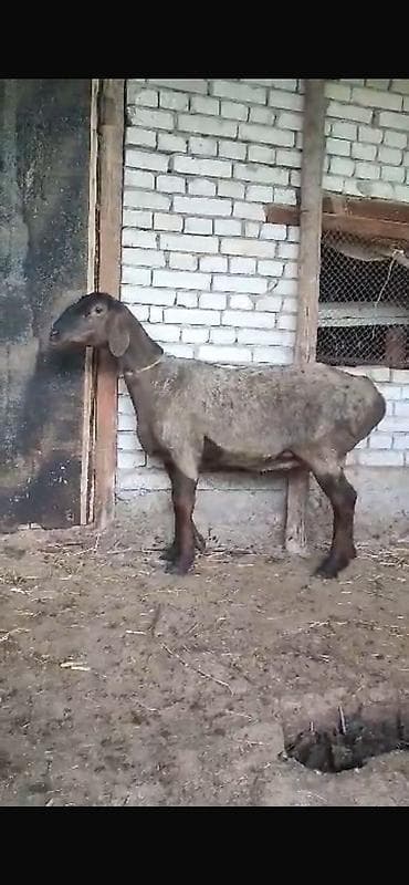 хомяки цена: Продаю | Овца (самка), Ягненок | Арашан | Для разведения — 8