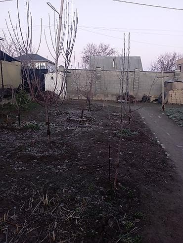 бий алма: Плодовые саженцы для сада - Молодые деревья, сформированные рядами на — 1