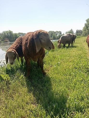 ит атаар: Сатам | Кочкор (эркек) | Арашан | Көбөйтүү үчүн — 2